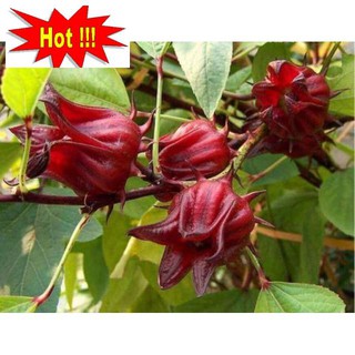 Gói 20 hạt giống cây atiso đỏ đà lạt