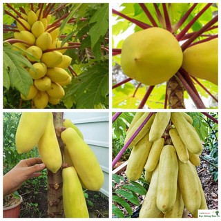 Gói 5 hạt giống đu đủ vỏ vàng F1 Thái Lan Luckyy.
