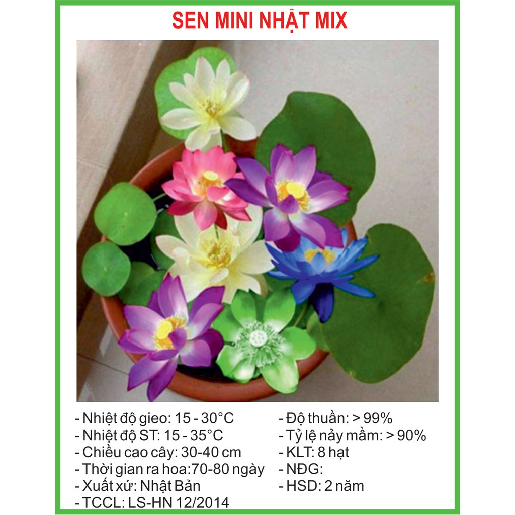 Combo Hạt Giống Sen Mini Nhật 8 Hạt - 8 Màu