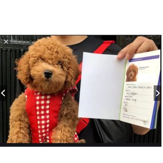 SỔ KHÁM THEO DÕI SỨC KHỎE THÚ CƯNG CHÓ MÈO VÀ GIẤY HƯỚNG DẪN CÁCH CHĂM CHÓ MÈO THÚ CƯNG