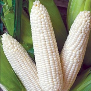 Hạt Giống Ngô Nếp