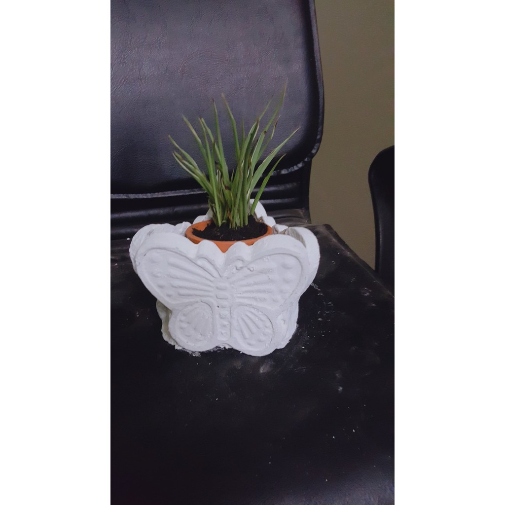 Chậu bướm 3D bằng xi măng nguyên khối