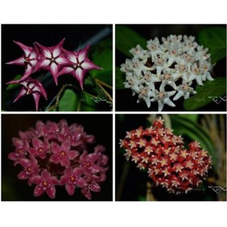 Sản phẩm LAN CẦM CÙ ĐỦ MẶT HOA, CÂY TƯƠI ĐẸP GỬI ĐI NGUYÊN BẦU ĐẸP + Tặng (0,3kg) phân hữu cơ cao cấp