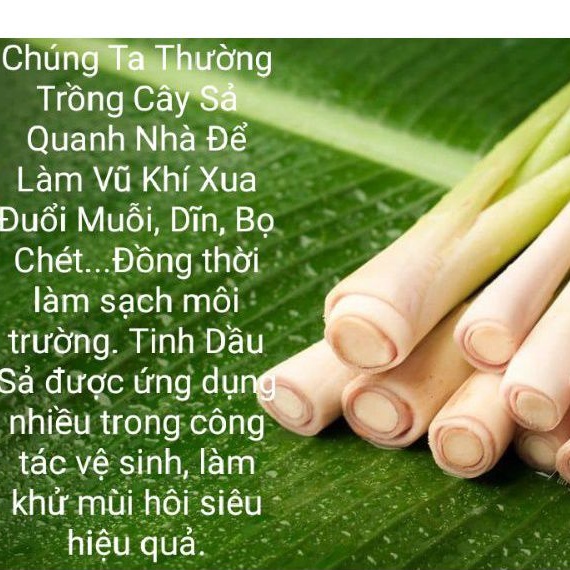 0.5 Lít Tinh Dầu Sả Huế Nguyên Chất Phước Quảng (Xông Hương, Thơm Phòng, Đuổi Muỗi, Côn Trùng)