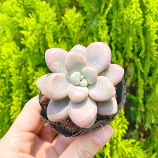 Sen đá sỏi hồng 5-7cm