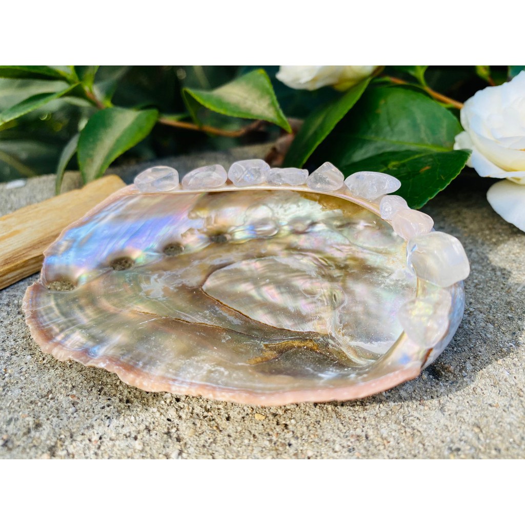 Đĩa Ốc Xà Cừ Hồng Nhật Bản - Vỏ sò đốt xô thơm (Natural Abalone Shell) - Thảo Mộc Xông Nha