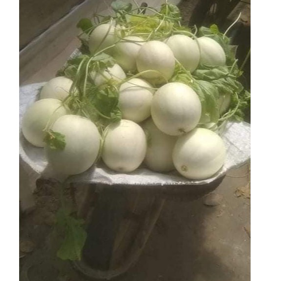 HẠT GIỐNG DƯA LÊ CẨM NGỌC