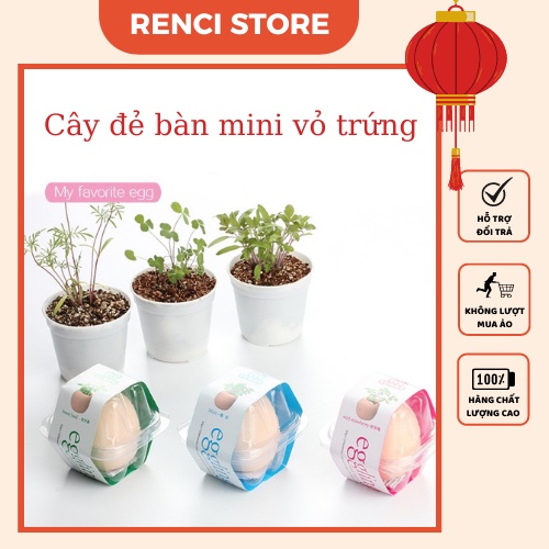 Cây Cảnh Để Bàn Mini Trồng Trong Vỏ Trứng