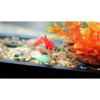 Bể cá mini full combo ( tặng kèm cá + cây trang trí + sỏi nền)