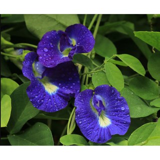 Gói 50h giống hoa Đậu Biếc ( nhà vườn thu hoạch)-  hạt