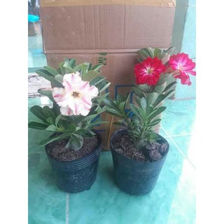hoa sứ thái kép