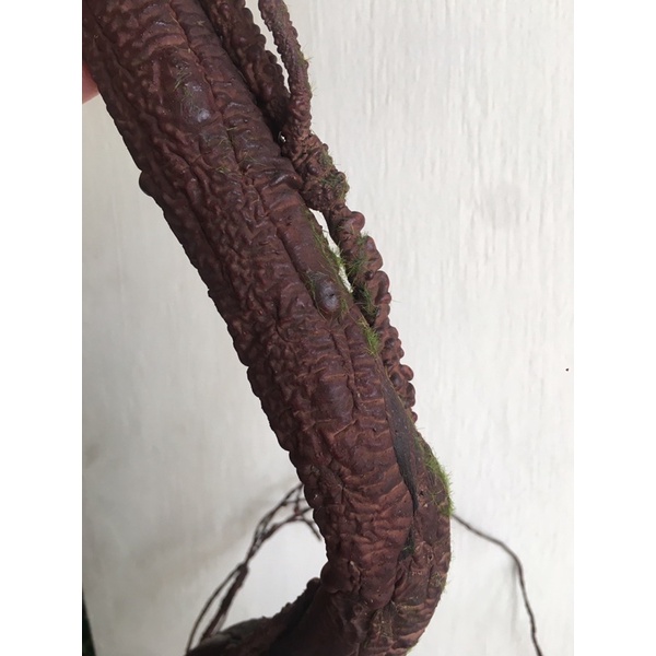 Thân cây giả gỗ rừng/ Cành cổ xoắn đai 1,7 m decor cây giả cao cấp