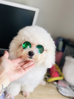 Kính dành cho búp bê, gấu bông , pets ....