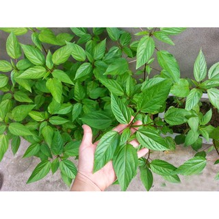 Hạt Giống Rau Đay Đỏ TN53 20g/gói - Trồng Quanh Năm, Bổ Sung Sắt, Ngăn Ngừa Thiếu Máu, Nhuận Tràng, Chống Táo Bón