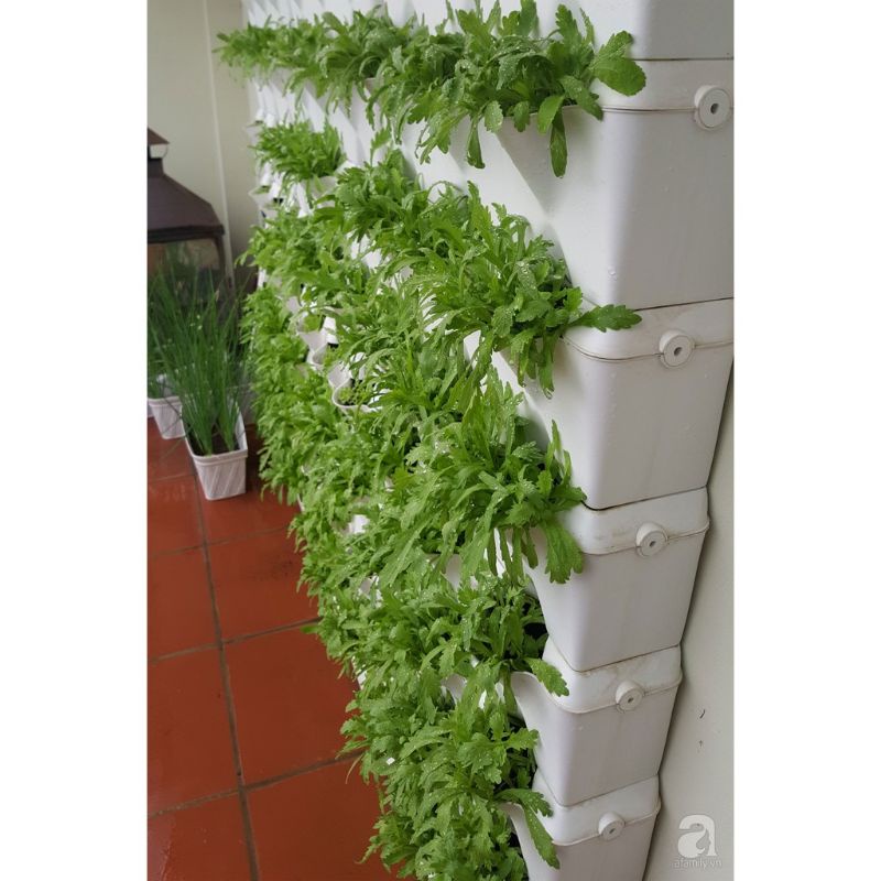 Hạt giống rau cải cúc nếp ngọt SV.01