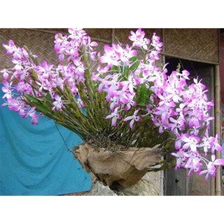 Lan hoàng thảo đùi gà đã ghép gỗ