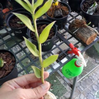 Lan hạt vỹ lá biên phát tài
