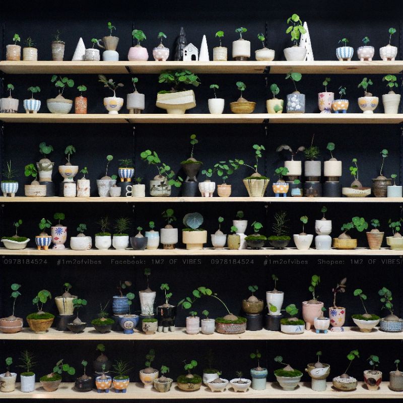 Củ Bình Vôi Thái Stephania erecta