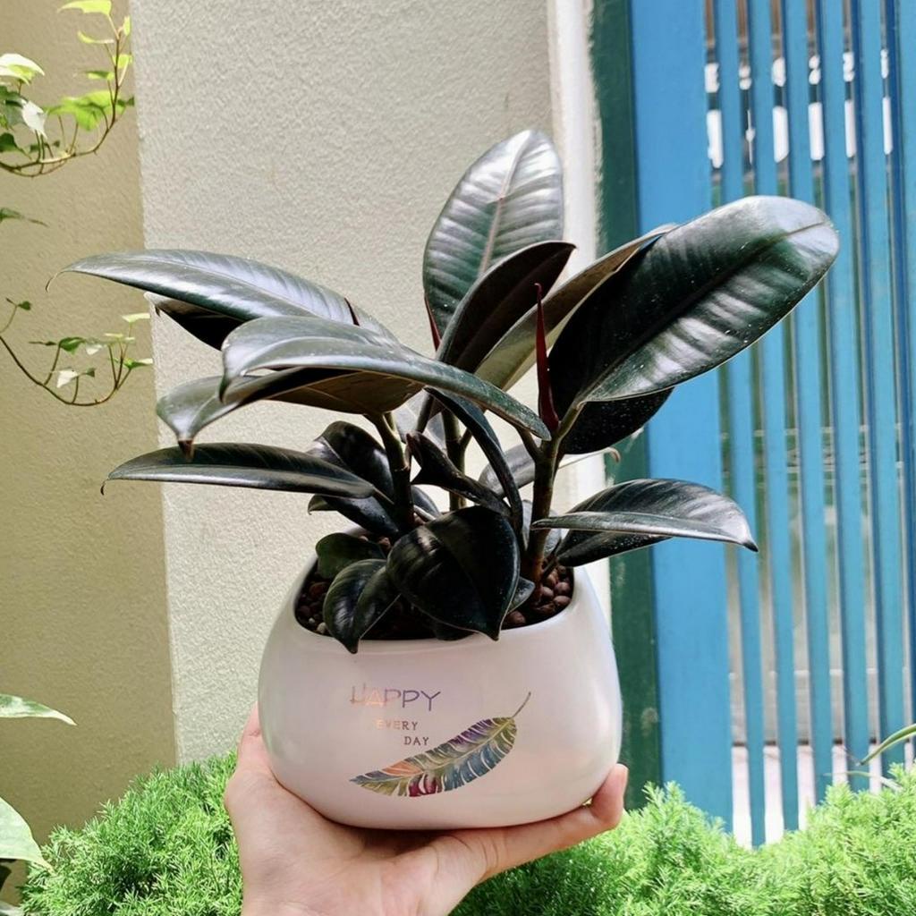 Cây đa búp đỏ MIX CHẬU để bàn