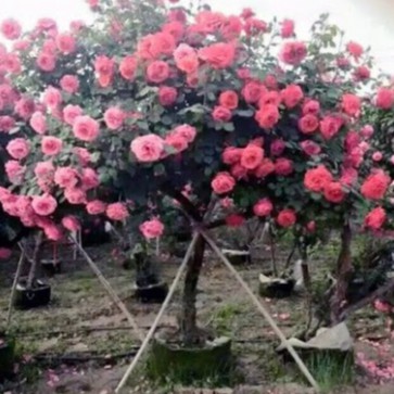 Hạt Giống Hoa Hồng Thân Gỗ Mix Đủ Màu (gói 50 hạt, tặng phân)