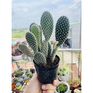 xương rồng tai thỏ trắng- vàng- nâu bán nhánh ngẫu nhiên