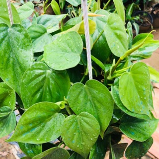 Trầu bà trái tim Xanh