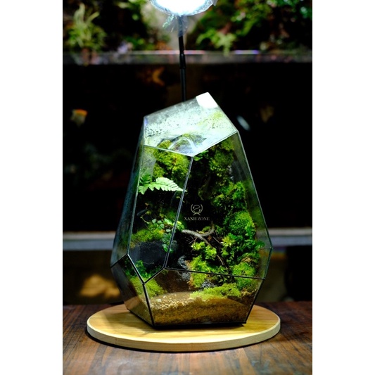 Terarium bình kín, đa giác kính, Xanhzone