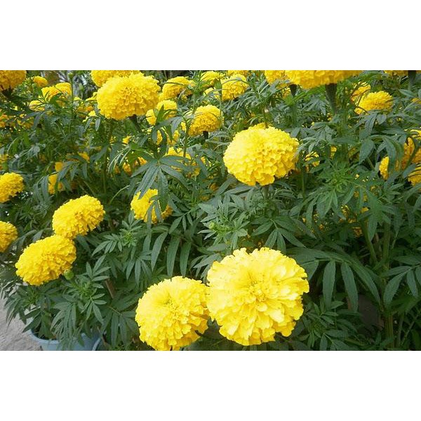 Hạt giống hoa Cúc Vạn Thọ Vàng