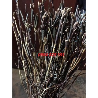 Hoa Đỗ Quyên Ngủ Đông