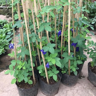 Bầu cây leo đậu biếc đã có hoa - trà hoa đậu biếc