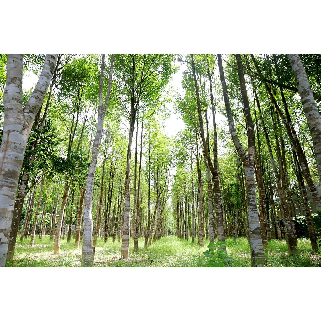 Trả thảo mộc trầm hương sạch giúp thải độc mát gan dưỡng nhan ngủ ngon giấc 100% hữu cơ - organic tea