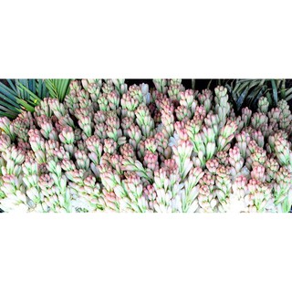 1kg Củ Giống Hoa Huệ  trắng tặng Kèm phân bón + kích rể + hạt đu đủvà hạt hướng dương