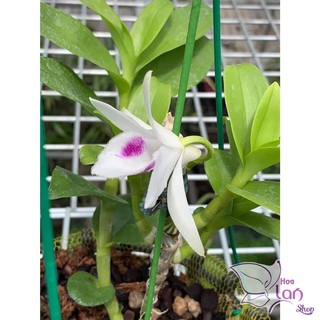 Phi điệp 5 cánh trắng Phú Thọ
