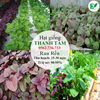 Combo 6 loại hạt giống - 55.000 (tặng kèm 20 hạt Cải Kale Khủng Long)