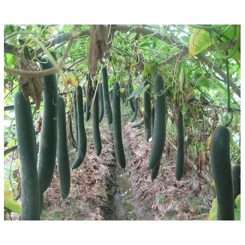 2gam Hạt giống Bí sặt - Bí xanh quả dài / Bí xanh nova tặng kèm kích mầm