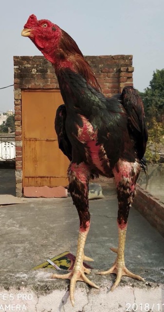 Bổ gà - Tăng cân cho gà chọi