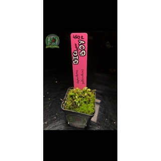 Cephalotus follicularis ‘big boy’ - Cây Ấm Đất cepha 'Big Boy' của Hắc Tê - Exotic Garden