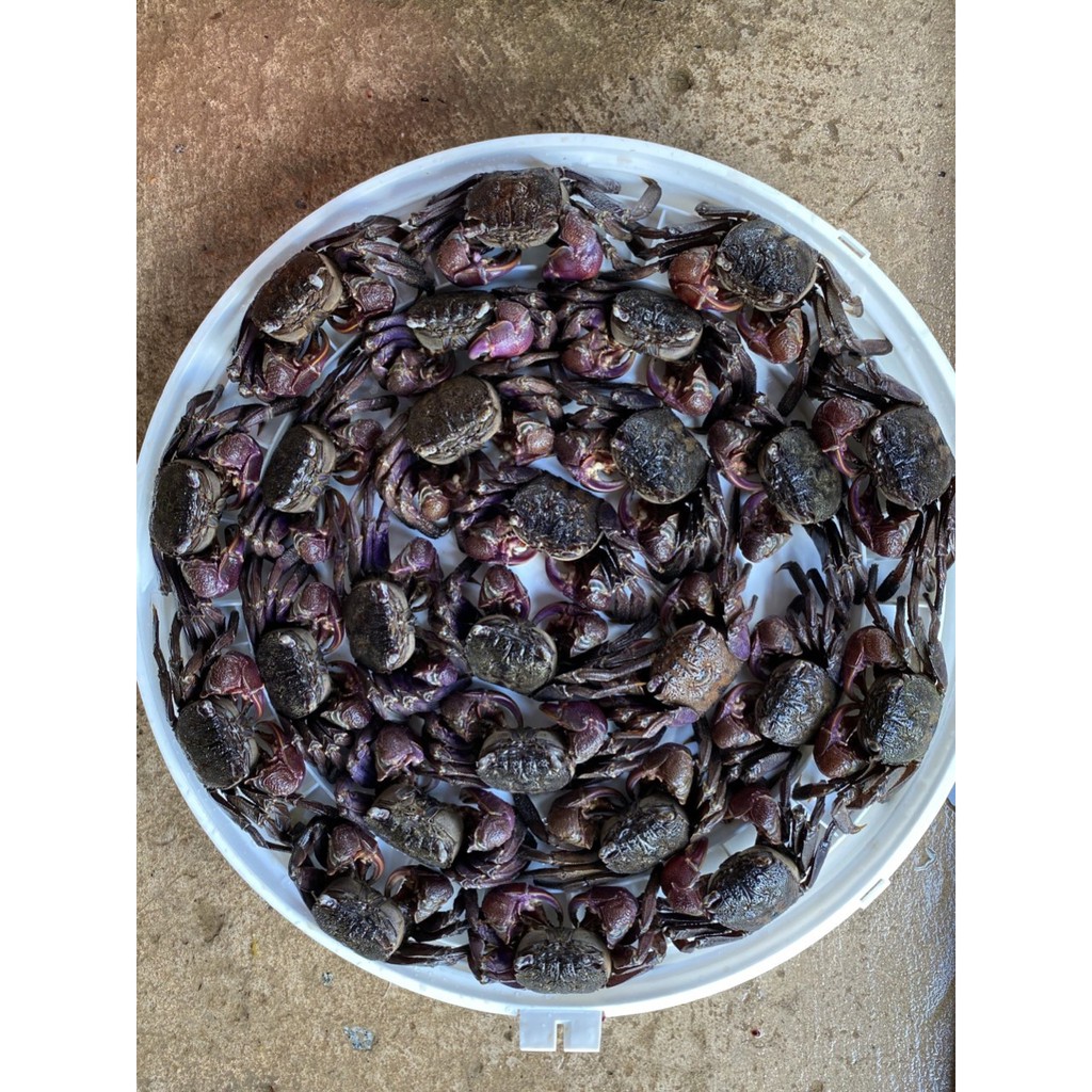 Mắm Ba Khía Nguyên Con chính gốc Rạch Gốc - Hàng lựa | BigBuy360 - bigbuy360.vn