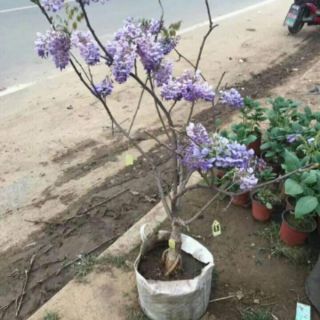 Tử đằng thân gỗ