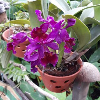 Lan Cattleya tím, Cát lan Hàn Mặc Tử - hoa chùm, siêng hoa