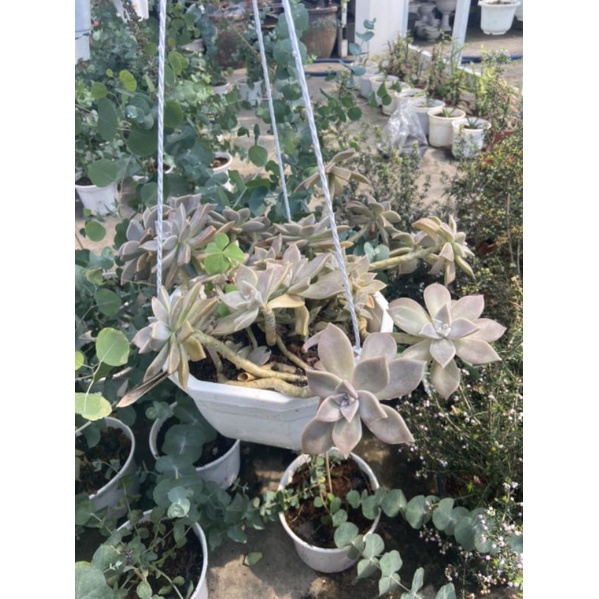 sen đá ma thụ chậu treo size 25-30cm