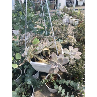 Sen đá ma thụ chậu treo size 25-30cm
