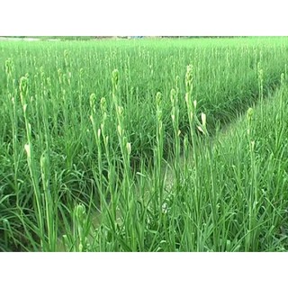 10 củ Huệ thơm ta