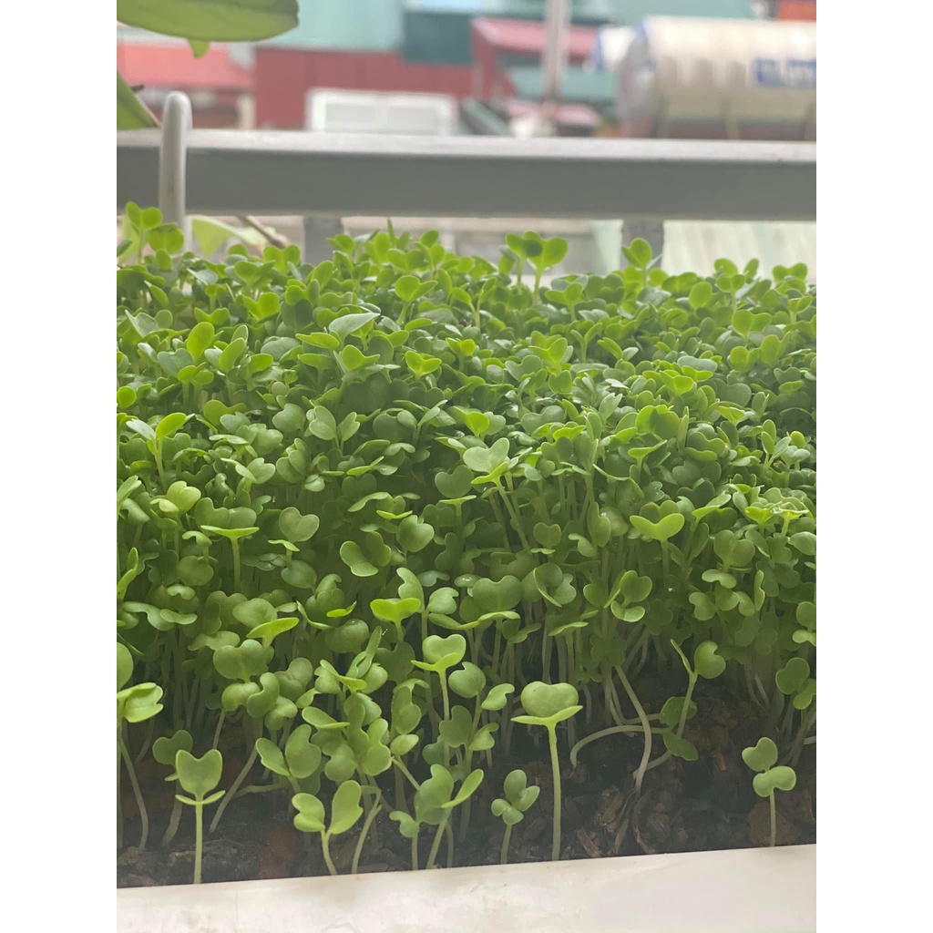 Hạt giống rau mầm cải chíp (cải thìa) - Gói 50g