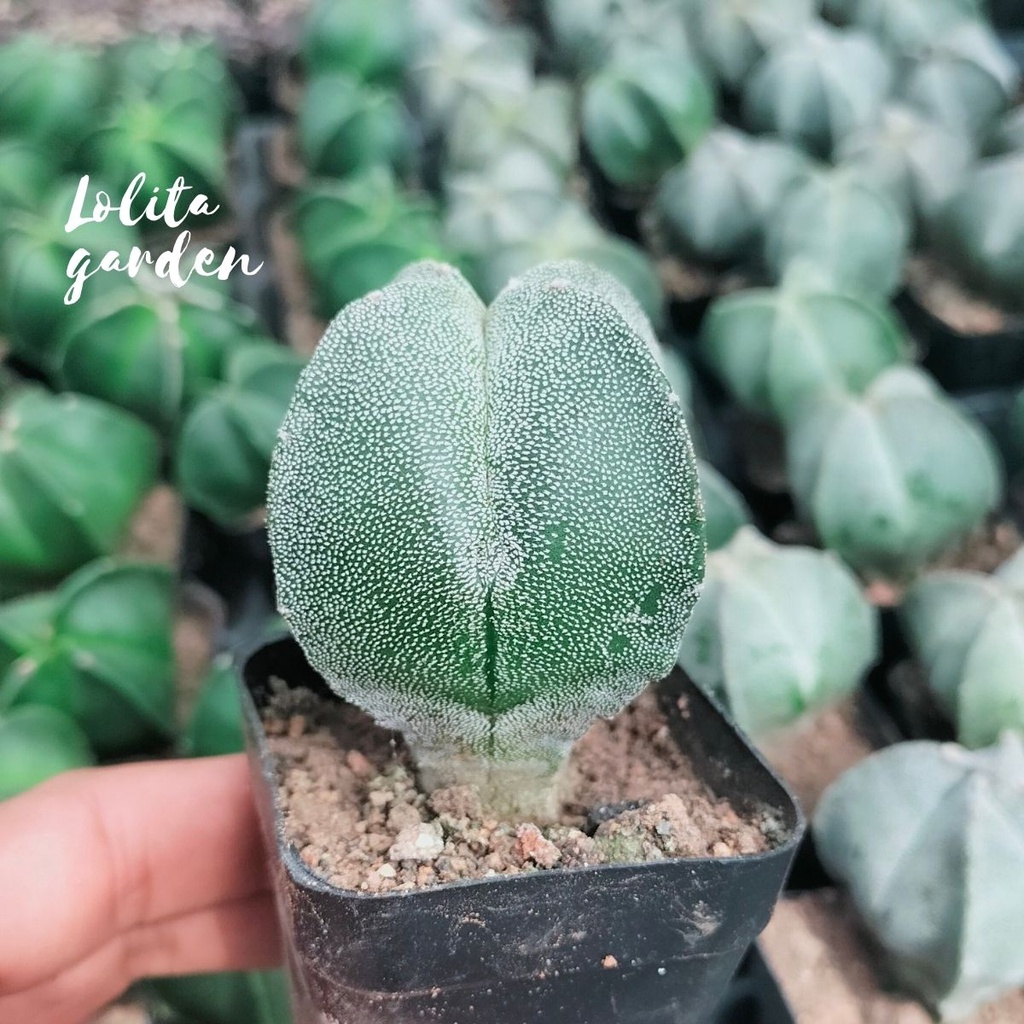 Xương rồng astro Đà Lạt size bé cây cảnh trang trí nhà cửa Lolita garden
