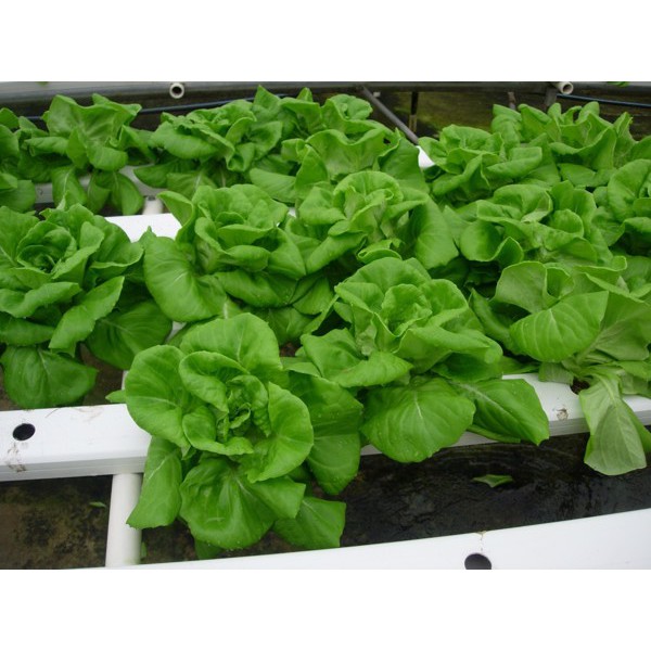 Bột TC-MOBI dinh dưỡng thủy canh thích hợp cho Rau ăn lá và Cây ăn quả