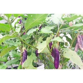 Hạt Giống Cà Tím Trái Dài HGTG - gói 0.5g