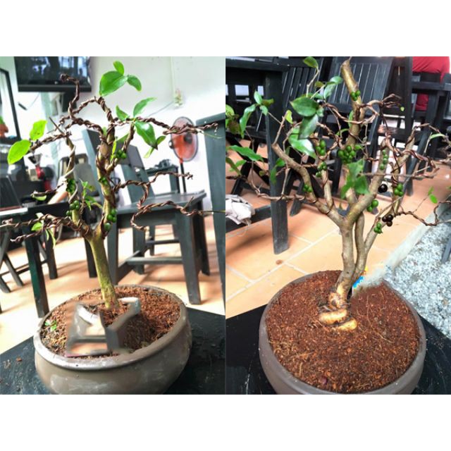 Cây nho thân gỗ tứ quý lá nhỏ chơi bonsai (ảnh thật số 2)