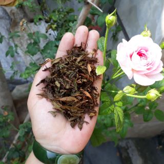 COMBO 2 GỐI ĐINH LĂNG NGƯỜI LỚN KT 40×60
