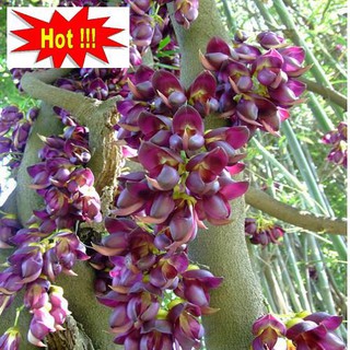 Hoa leo Huyết long 10 hạt